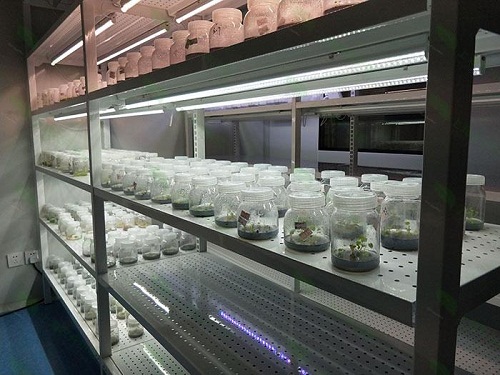 曲江植物组织培养实验室设计建设方案